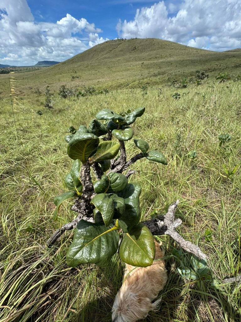 Chácara 4ha – Paraíso dos Pandavas, Corrégo – Alto Paraíso de Goiás