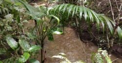 Chácara 4ha – Km 12 – Córrego – Alto Paraíso – Chapada dos Veadeiros Chácara 4ha – Km 12 – Córrego – Alto Paraíso – Chapada dos Veadeiros