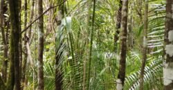 Chácara 4ha – Km 12 – Córrego – Alto Paraíso – Chapada dos Veadeiros Chácara 4ha – Km 12 – Córrego – Alto Paraíso – Chapada dos Veadeiros