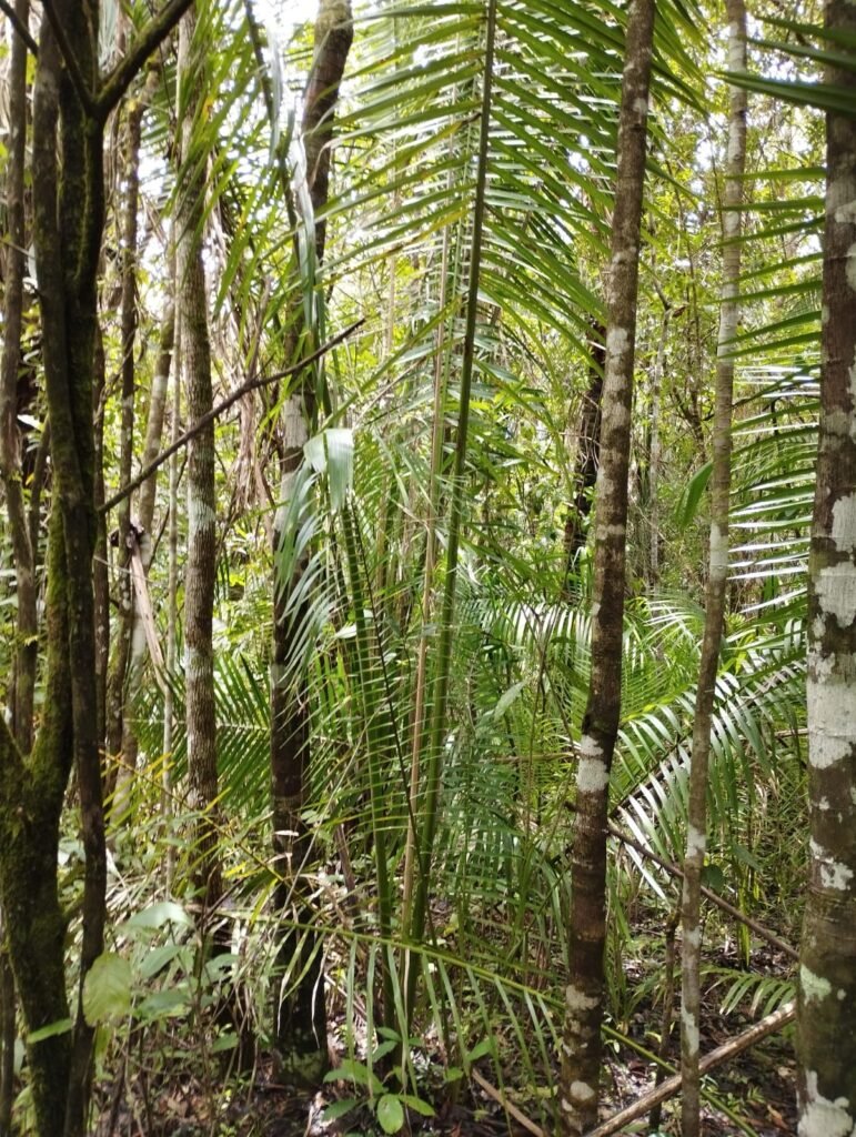 Chácara 4ha – Km 12 – Córrego – Alto Paraíso – Chapada dos Veadeiros