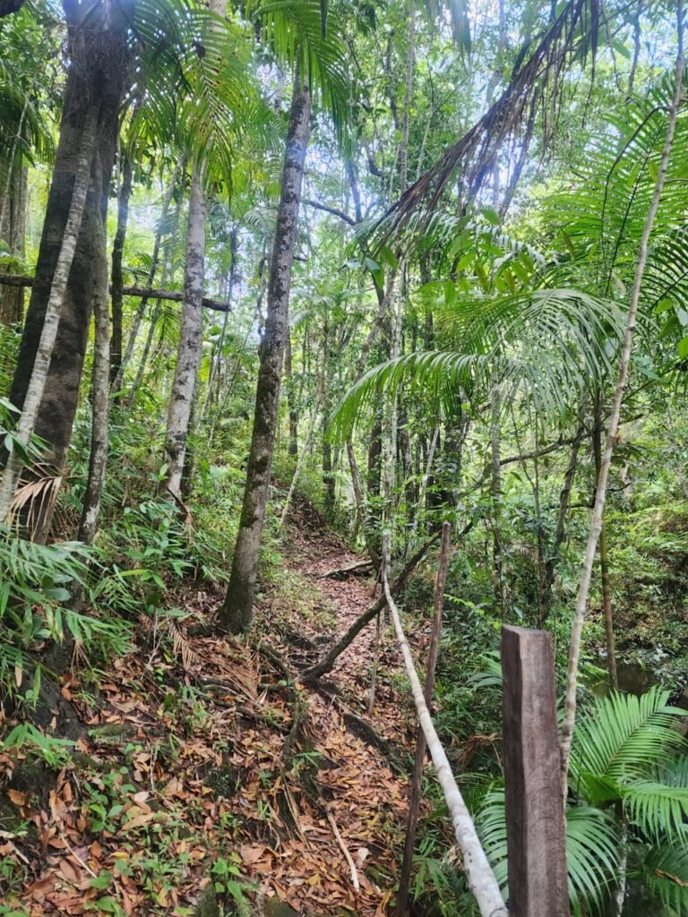 🌿 **Oportunidade Única na Chapada dos Veadeiros, com Cachoeira, 12 km de Alto Paraíso!