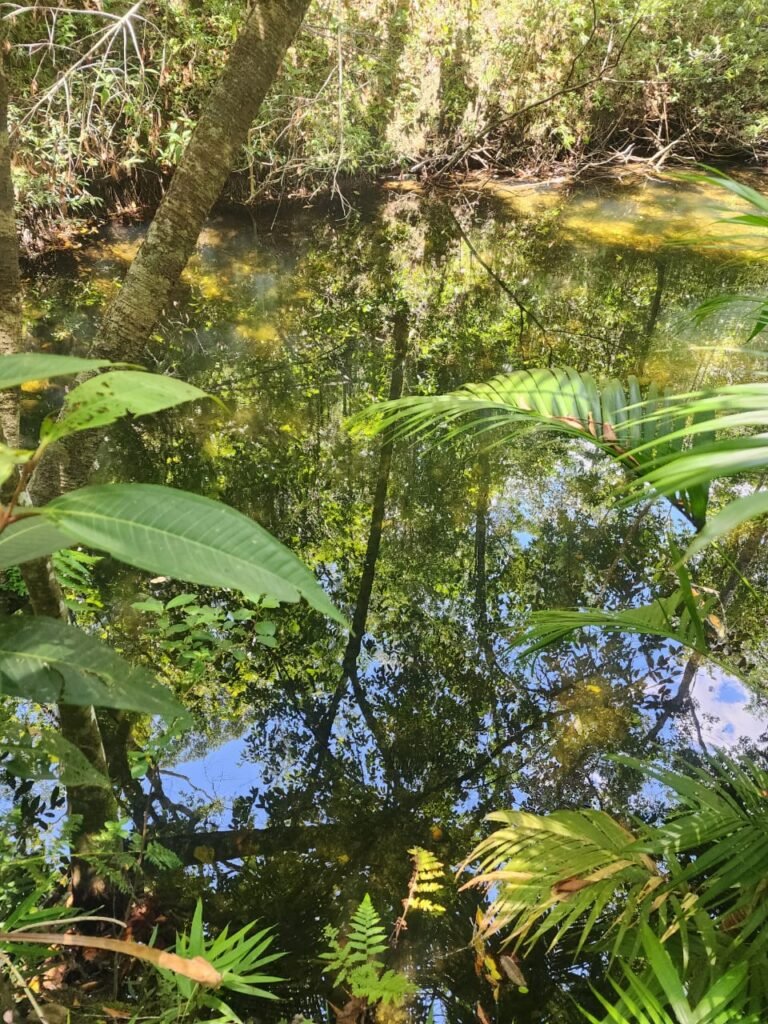 🌿 **Oportunidade Única na Chapada dos Veadeiros, com Cachoeira, 12 km de Alto Paraíso!