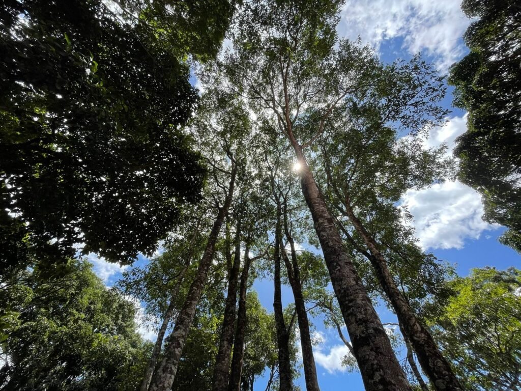 🏡 Propriedade para obter Renda e Moradia em Alto Paraíso – Centro – Chapada dos Veadeiros!