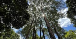 š” Propriedade para obter Renda e Moradia em Alto ParaĆso – Centro – Chapada dos Veadeiros! š” Propriedade para obter Renda e Moradia em Alto ParaĆso – Centro – Chapada dos Veadeiros!