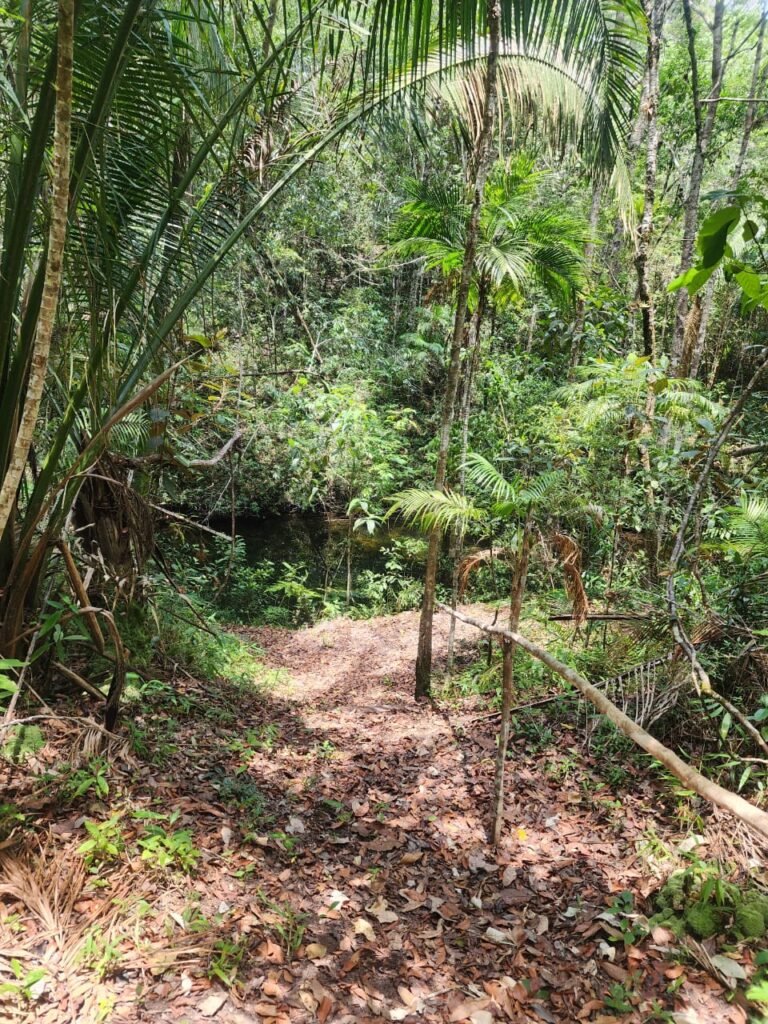 🌿 **Oportunidade Única na Chapada dos Veadeiros, com Cachoeira, 12 km de Alto Paraíso!