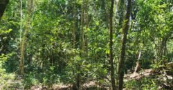 🌿 **Oportunidade Única na Chapada dos Veadeiros, com Cachoeira, 12 km de Alto Paraíso! 🌿 **Oportunidade Única na Chapada dos Veadeiros, com Cachoeira, 12 km de Alto Paraíso!