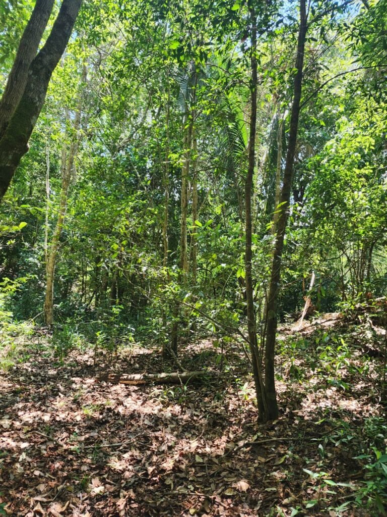 🌿 **Oportunidade Única na Chapada dos Veadeiros, com Cachoeira, 12 km de Alto Paraíso!
