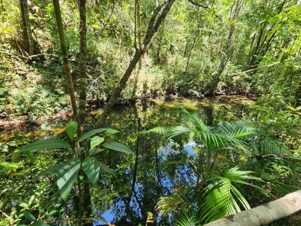 🌿 **Oportunidade Única na Chapada dos Veadeiros, com Cachoeira, 12 km de Alto Paraíso!