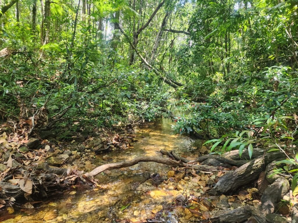 🌿 **Oportunidade Única na Chapada dos Veadeiros, com Cachoeira, 12 km de Alto Paraíso!