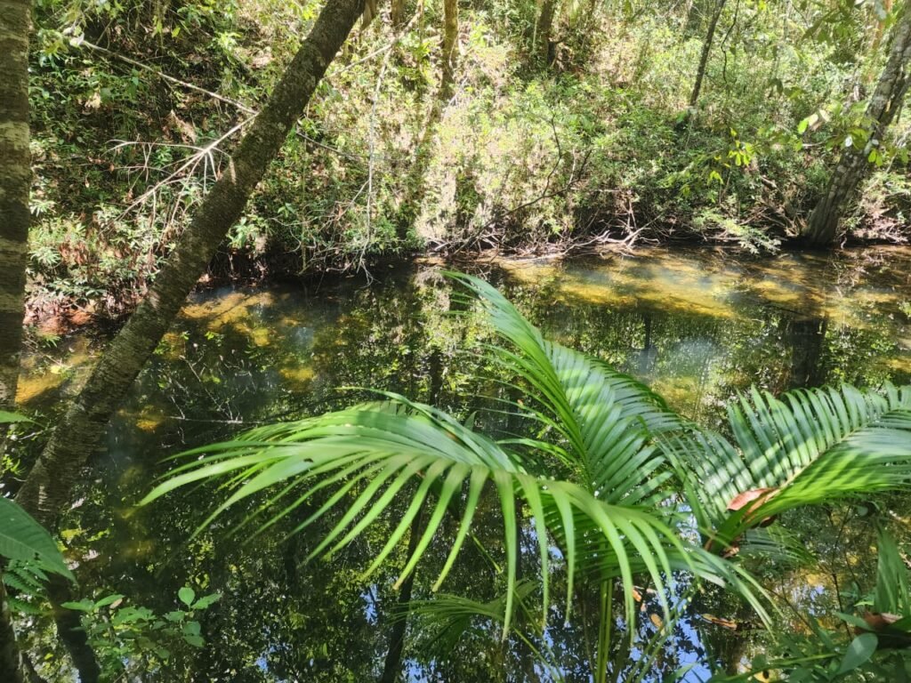🌿 **Oportunidade Única na Chapada dos Veadeiros, com Cachoeira, 12 km de Alto Paraíso!