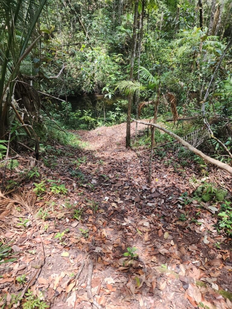 🌿 **Oportunidade Única na Chapada dos Veadeiros, com Cachoeira, 12 km de Alto Paraíso!