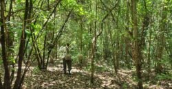 🌿 **Oportunidade Única na Chapada dos Veadeiros, com Cachoeira, 12 km de Alto Paraíso! 🌿 **Oportunidade Única na Chapada dos Veadeiros, com Cachoeira, 12 km de Alto Paraíso!