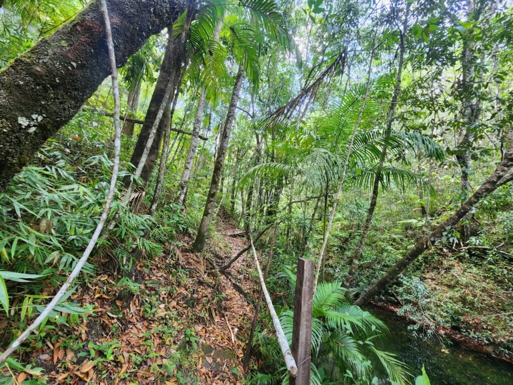 🌿 **Oportunidade Única na Chapada dos Veadeiros, com Cachoeira, 12 km de Alto Paraíso!