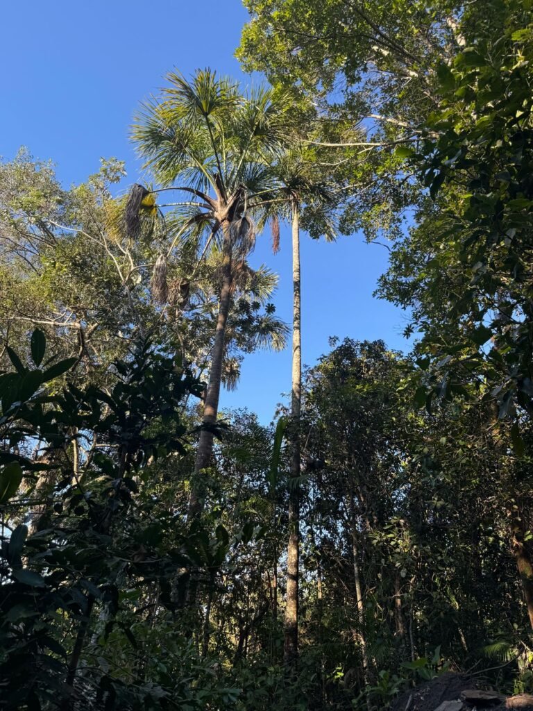 Chácara 8ha – Benfetirória na região do Vale Verde – Alto Paraíso – Chapada dos Veadeiros