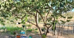 Fazenda 75 Alqueires – Sentido Cachoeira dos Couros – Alto Paraíso – Chapada dos Veadeiros