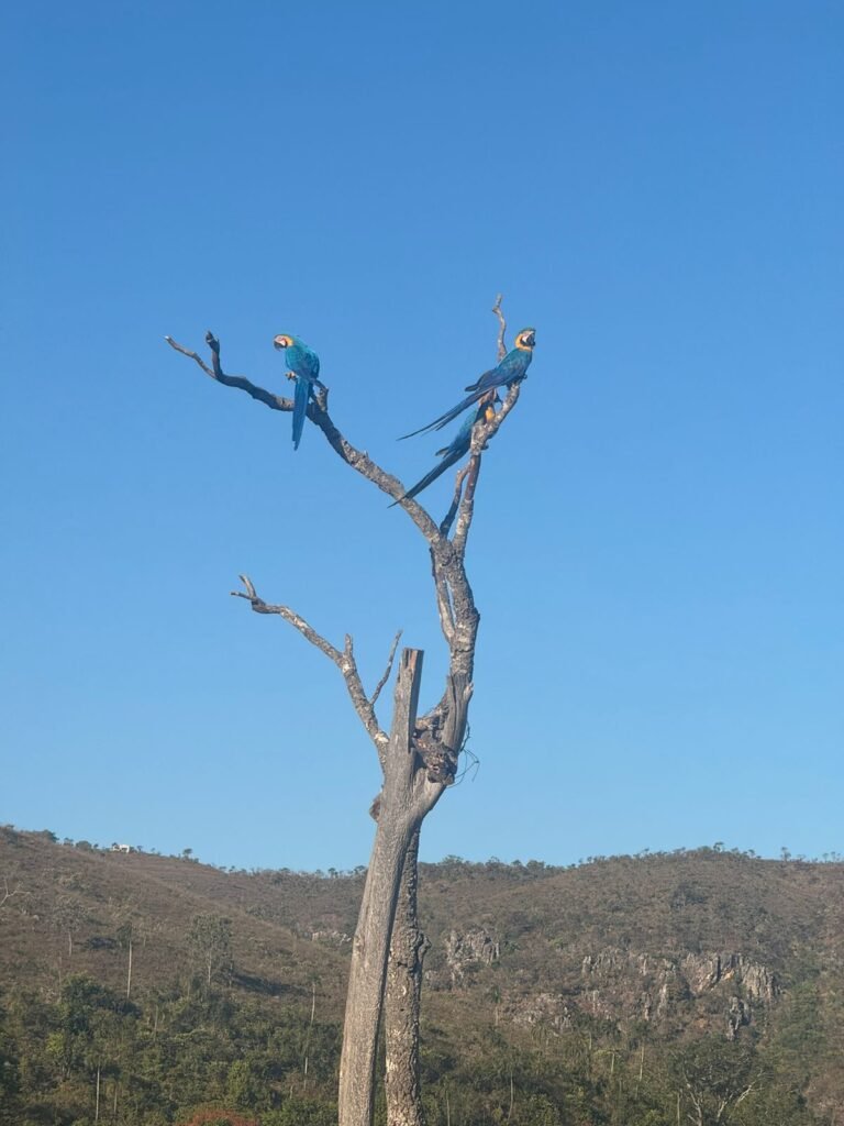 Chácara 4 ha – Riacho – 23 km de Alto Paraíso – Chapada dos Veadeiros