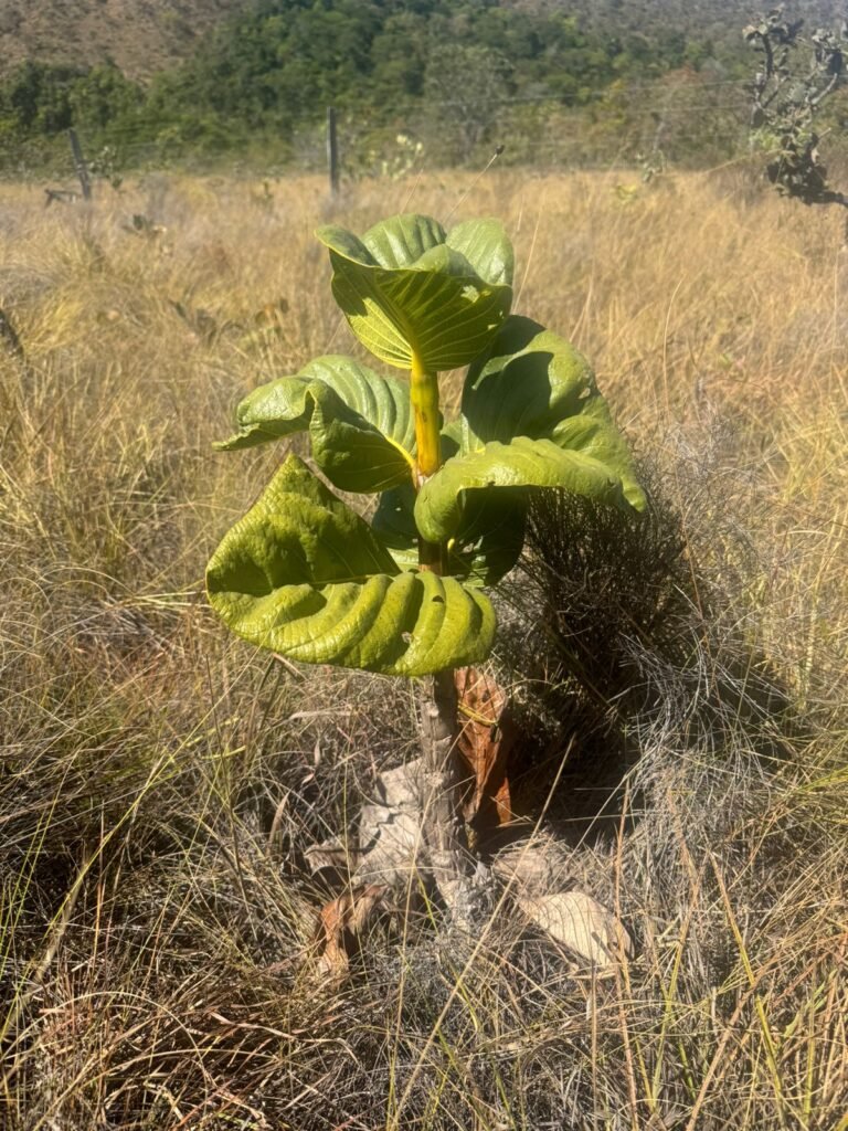 Chácara 4ha – Rio dos Couros – Alto Paraíso e Goiás