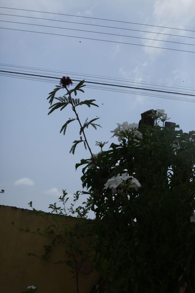Casa + Hospegagem – Monte Sinai – Alto Paraíso de Goiás