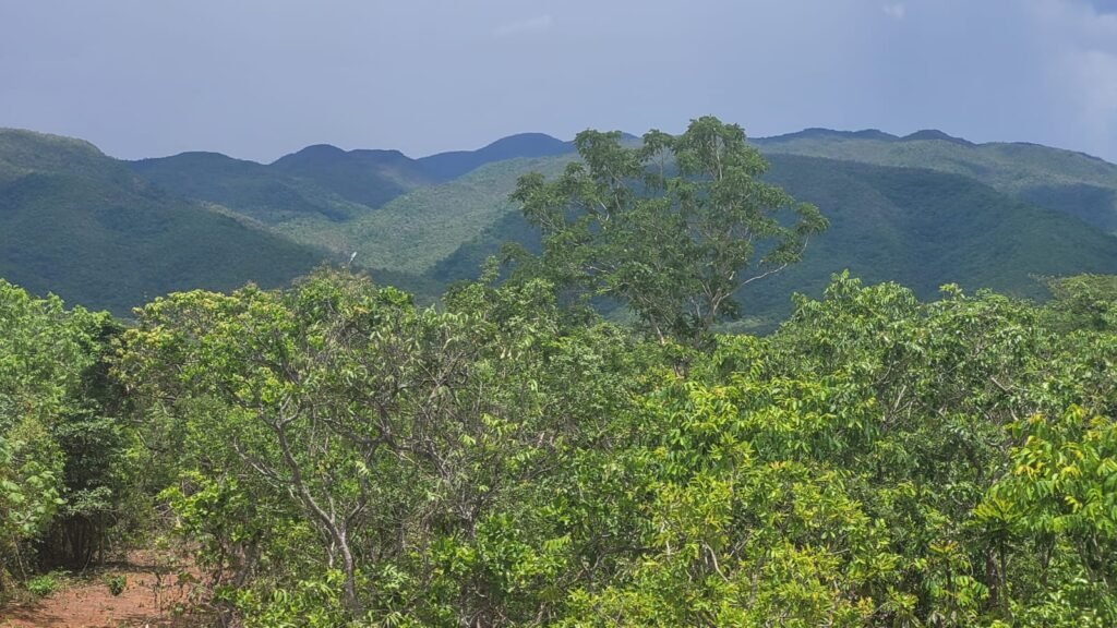 Chácaras a Venda – 37km de Alto Paraíso sentido Sertão – Chapada dos Veadeiros