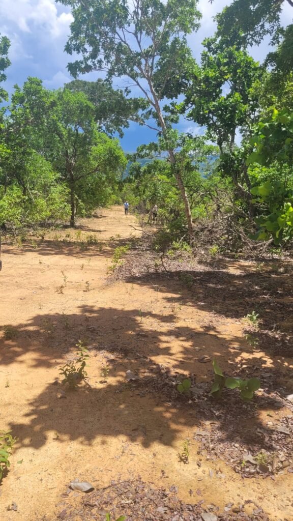 Chácaras a Venda – 37km de Alto Paraíso sentido Sertão – Chapada dos Veadeiros