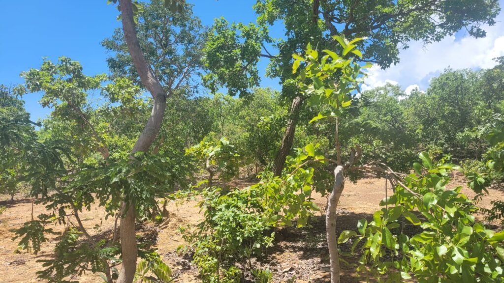 Chácaras a Venda – 37km de Alto Paraíso sentido Sertão – Chapada dos Veadeiros