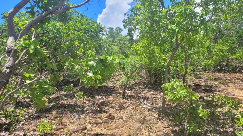 Chácaras a Venda – 37km de Alto Paraíso sentido Sertão – Chapada dos Veadeiros