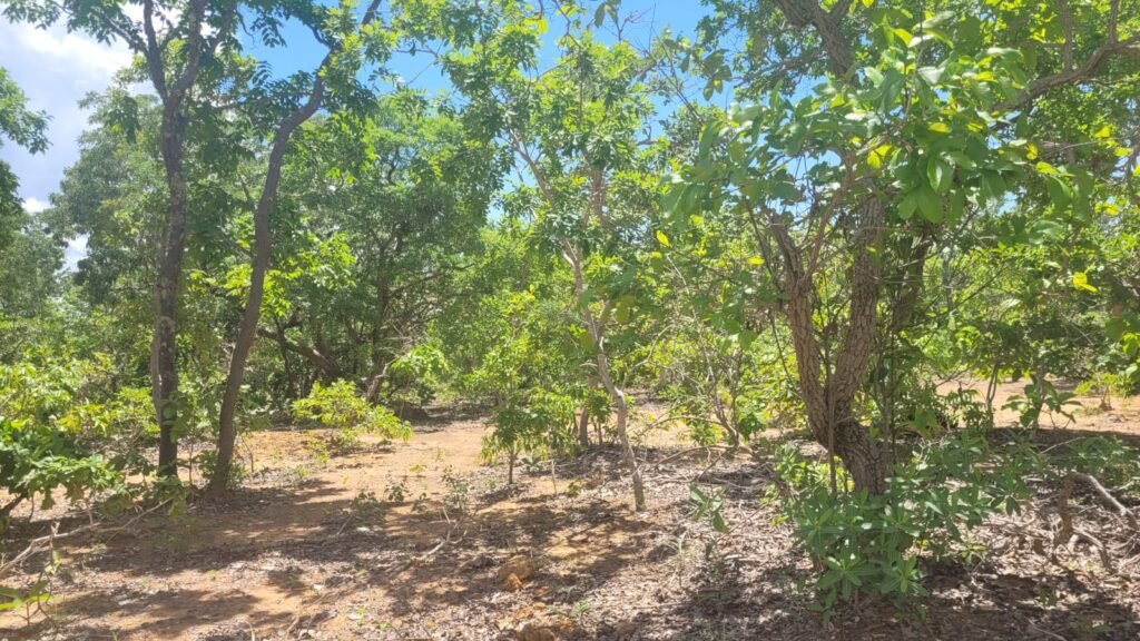 Chácaras a Venda – 37km de Alto Paraíso sentido Sertão – Chapada dos Veadeiros