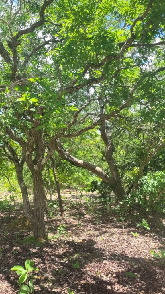 Chácaras a Venda – 37km de Alto Paraíso sentido Sertão – Chapada dos Veadeiros