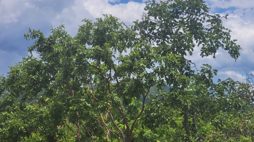 Chácaras a Venda – 37km de Alto Paraíso sentido Sertão – Chapada dos Veadeiros