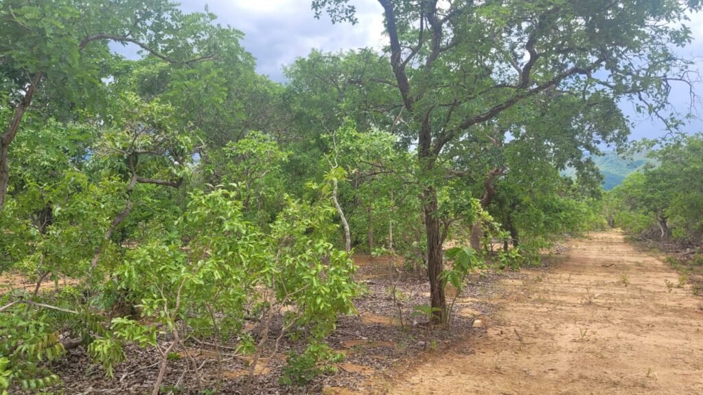 Chácaras a Venda – 37km de Alto Paraíso sentido Sertão – Chapada dos Veadeiros