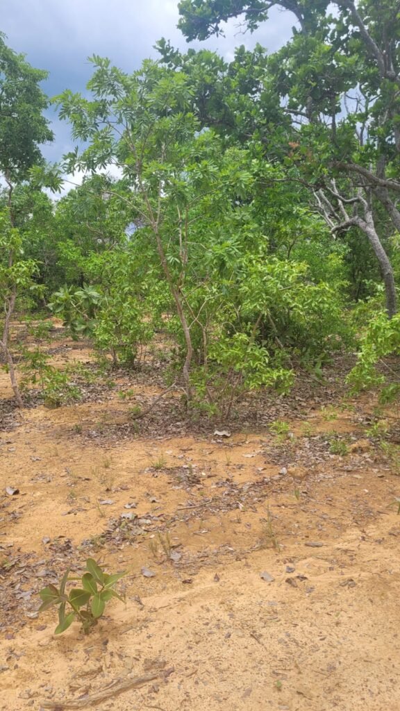 Chácaras a Venda – 37km de Alto Paraíso sentido Sertão – Chapada dos Veadeiros