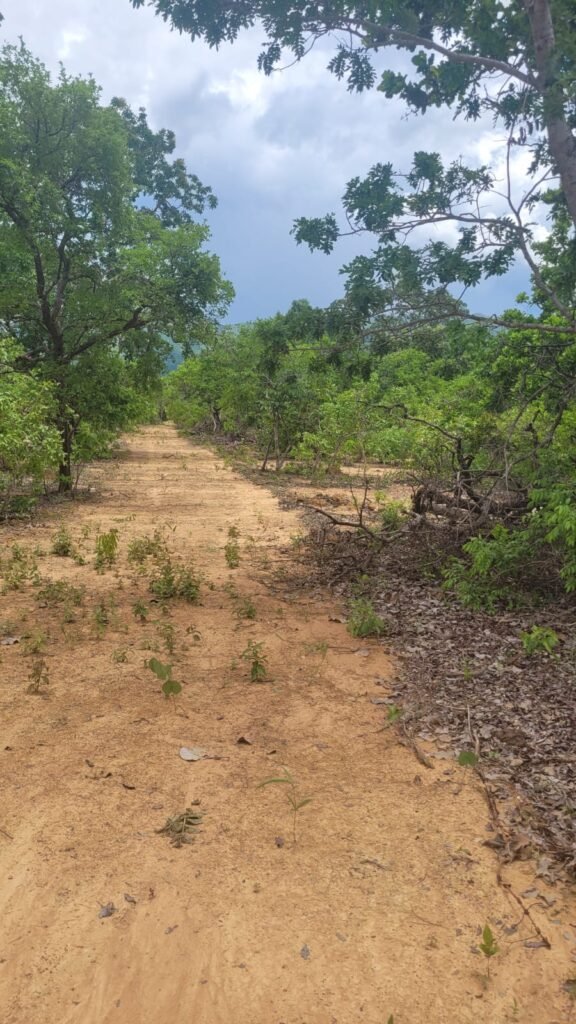Chácaras a Venda – 37km de Alto Paraíso sentido Sertão – Chapada dos Veadeiros