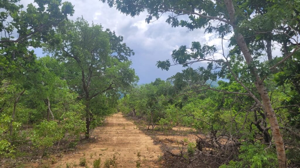 Chácaras a Venda – 37km de Alto Paraíso sentido Sertão – Chapada dos Veadeiros