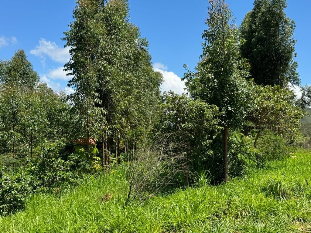 Lote 750m2 Condomínio ASHIYANA, Eco Village, 2km sentido Loquinhas – Chapada dos Veadeiros
