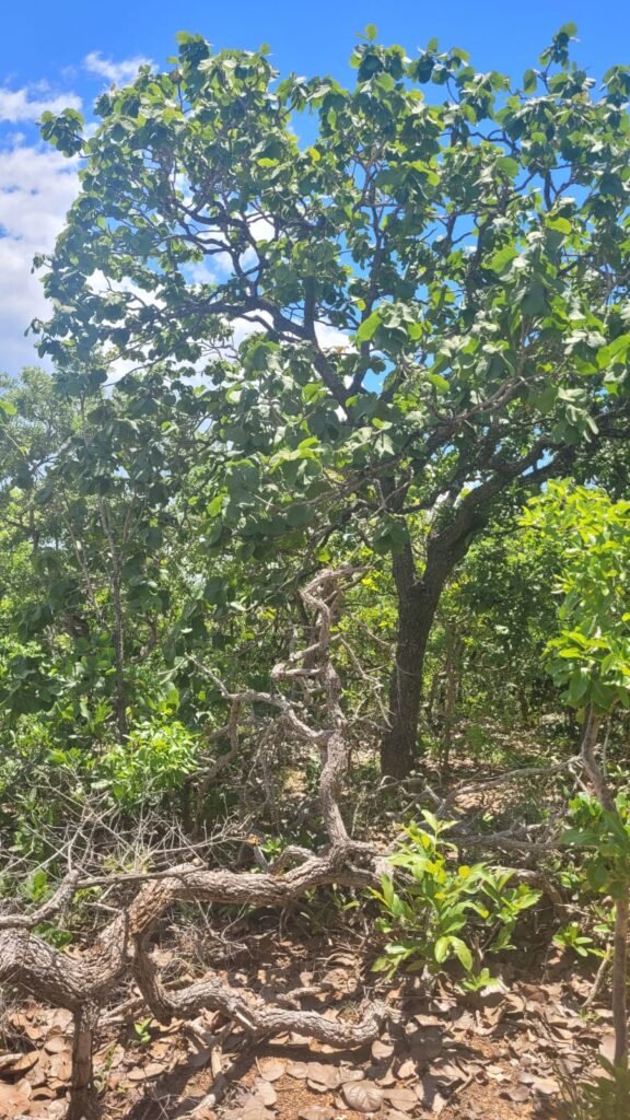 Chácaras a Venda – 37km de Alto Paraíso sentido Sertão – Chapada dos Veadeiros