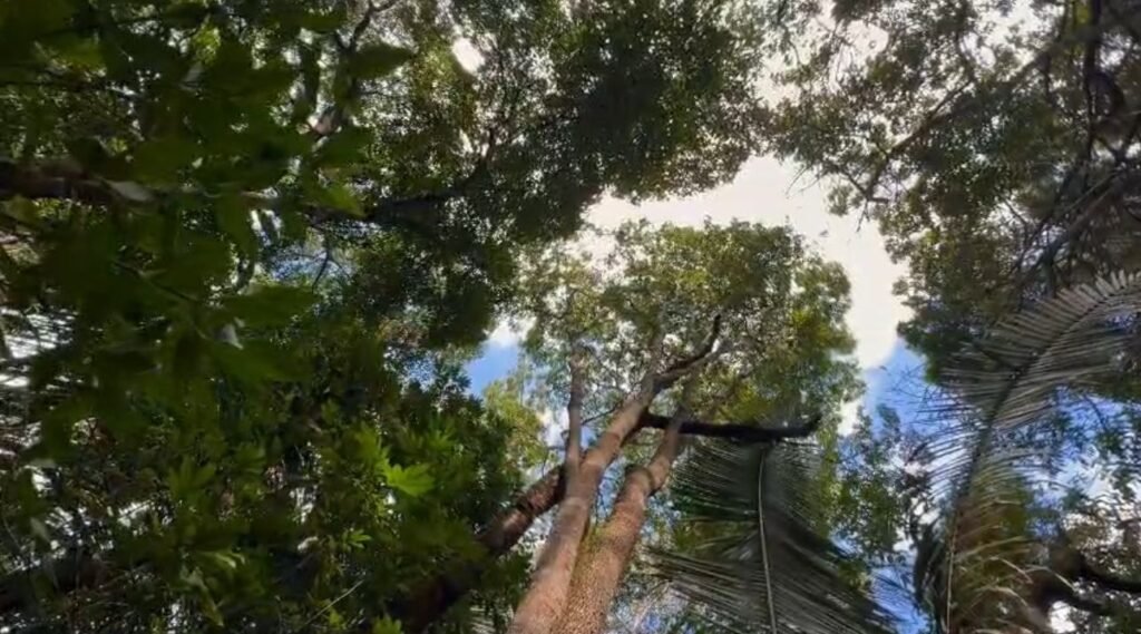 Oportunidade – Gleba de Terra com 4ha – km 12 – entre Alto Paraíso e São Jorge – Escriturada – Chapada dos Veadeiros