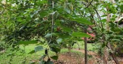 Casa com 2 lotes – Monte Sinai – Alto Paraíso de Goiás