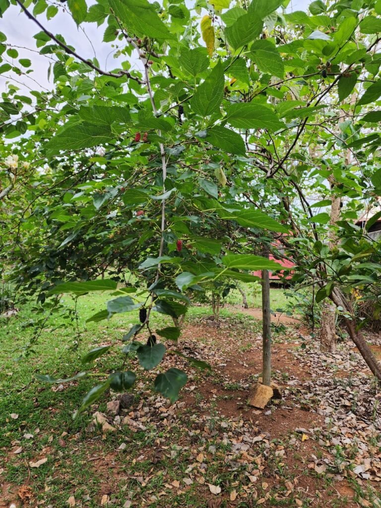 Casa com 2 lotes – Monte Sinai – Alto Paraíso de Goiás