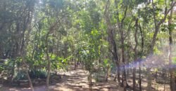 Maravilhosa Propriedade no Condomínio Samassati – Morrão – Alto Paaraíso/G Maravilhosa Propriedade no Condomínio Samassati – Morrão – Alto Paaraíso/G