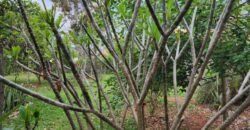 Casa com 2 lotes – Monte Sinai – Alto Paraíso de Goiás