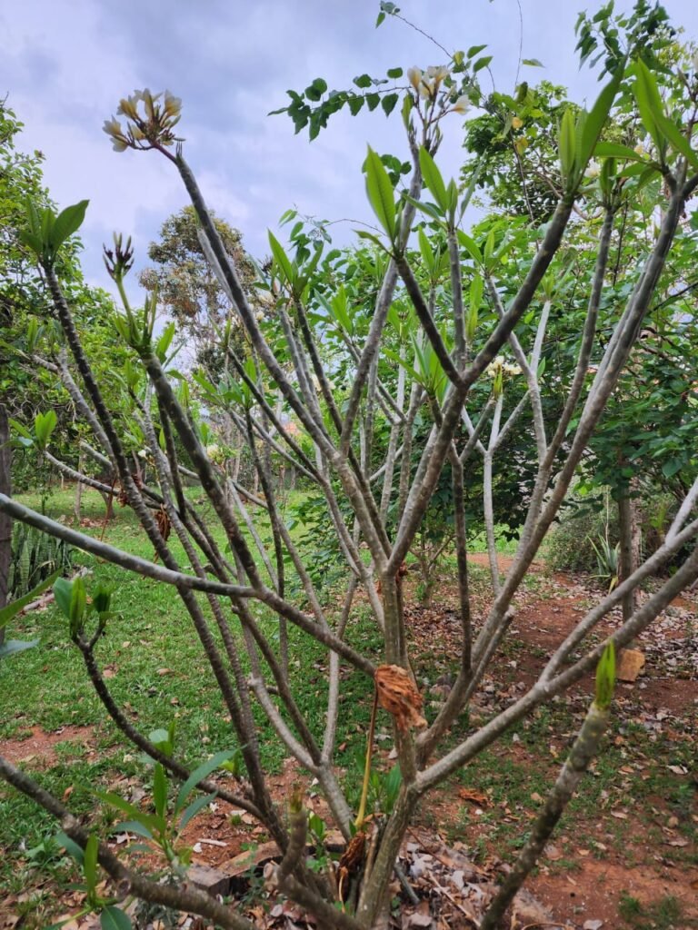 Casa com 2 lotes – Monte Sinai – Alto Paraíso de Goiás