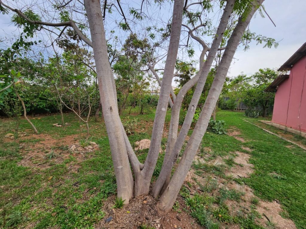 Casa com 2 lotes – Monte Sinai – Alto Paraíso de Goiás