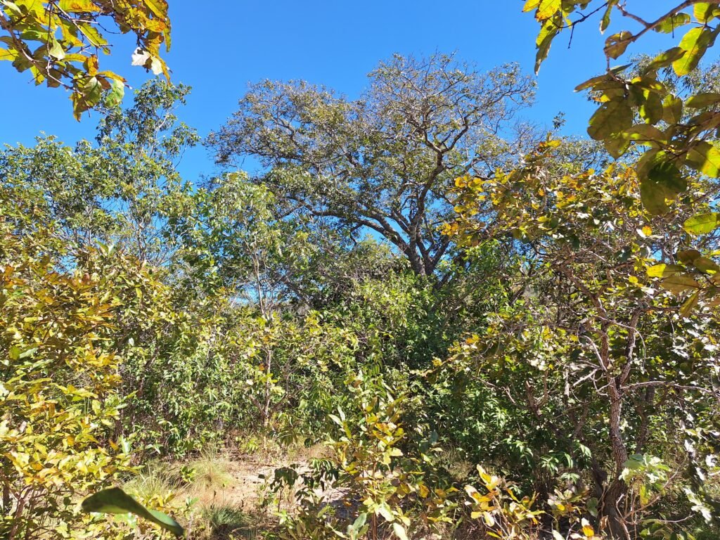 Chácara 4,5ha – 8km do centro de Cavalcante – Chapada dos Veadeiros