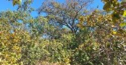 Chácara 4,5ha – 8km do centro de Cavalcante – Chapada dos Veadeiros Chácara 4,5ha – 8km do centro de Cavalcante – Chapada dos Veadeiros