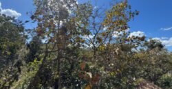 Vende-se Maravilhoso Lote 3.854m2 – Exclusivo em São Jorge! Vende-se Maravilhoso Lote 3.854m2 – Exclusivo em São Jorge!