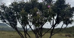 Chácara 40.000m – 5 km de Alto Paraíso – 100% regularizada Chácara 40.000m – 5 km de Alto Paraíso – 100% regularizada