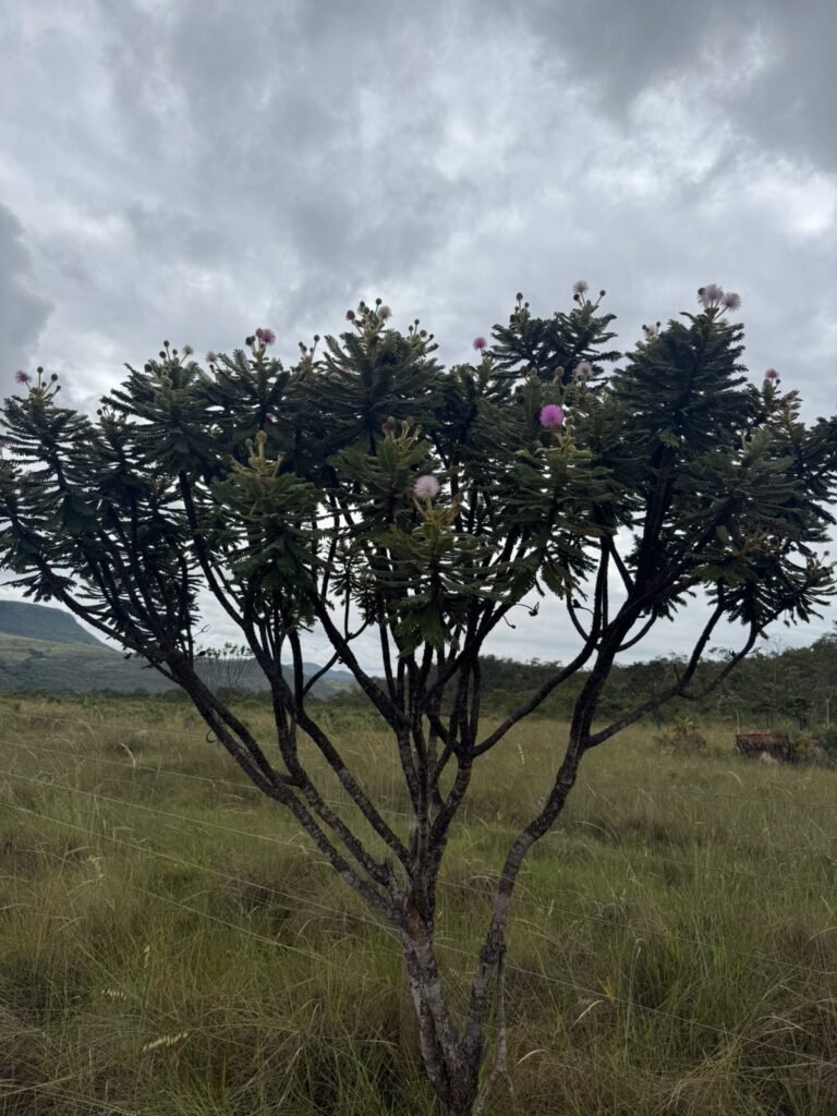 Chácara 40.000m – 5 km de Alto Paraíso – 100% regularizada