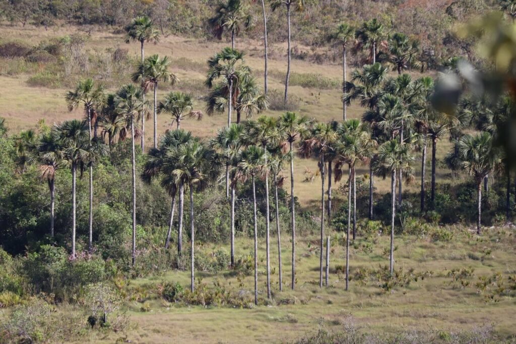 Chácara 4.7ha – Vista Permanente, acesso ao Rio e Conforto na Chapada!
