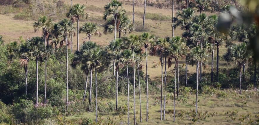 Chácara com Vista Permanente, acesso ao Rio e Conforto na Chapada! 4.7ha