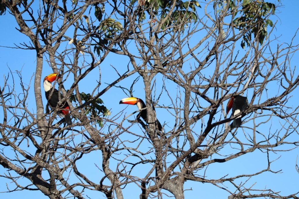 Chácara 4.7ha – Vista Permanente, acesso ao Rio e Conforto na Chapada!